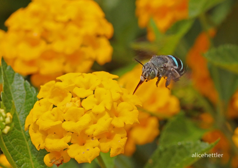Blue Banded Bee (Amegilla cingulata)